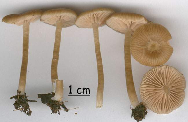 Entoloma pernitrosum